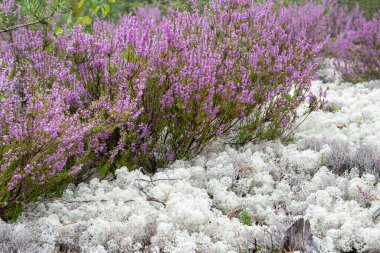 Doğal bir ortamda soluk beyaz liken yanında büyüyen canlı mor funda bitkileri ormanda çarpıcı bir kontrast oluşturur..