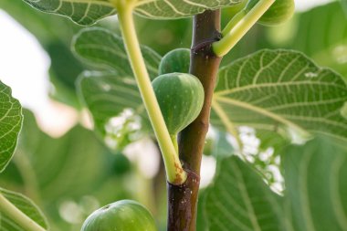 Büyük yapraklarla çevrili bir ağaç dalında büyüyen çoklu olgunlaşmamış yeşil incirlerin yakın çekimi doğal büyüme ve tazeliği vurguluyor..