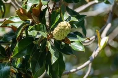 Parlak yeşil yapraklı bir manolya ağacının dalına yakın çekim ve güneş ışığıyla parlayan bir tohum kabuğu..
