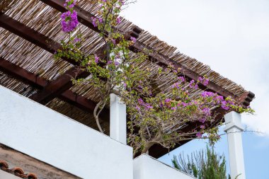 Purple bougainvillea vine climbs along a rustic wooden pergola in a bright patio, creating a vibrant and tropical outdoor atmosphere. clipart