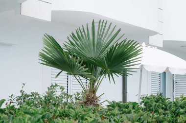 Yeşil bir hayran palmiyesi, yemyeşil ve temiz bir mimari zemin ile beyaz, modern bir binaya karşı duruyor..