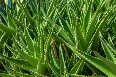 A detailed close-up of vibrant green aloe vera plants, showcasing their spiky leaves and natural texture in an outdoor garden. clipart