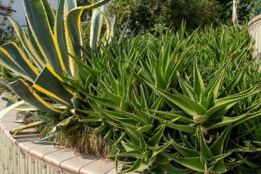 Bahçe bahçesinde yetişen dikenli yapraklı agave ve aloe vera bitkilerinin karışımı, açık hava ortamında çeşitli doku ve renkler sergiliyor..