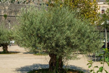 Kalın bir gövdesi olan yemyeşil bir zeytin ağacı güneşli bir avluda duruyor, açık havada oturma yerleri ve taş yollarla çevrili..
