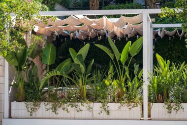 İp lambaları asılmış bir pergola altındaki büyük saksılardaki yemyeşil tropikal bitkilerden oluşan bir koleksiyon, rahat, gölgeli bir açık hava alanı yaratıyor..