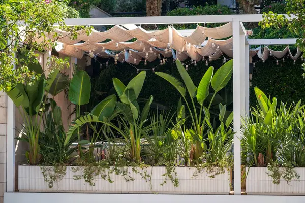İp lambaları asılmış bir pergola altındaki büyük saksılardaki yemyeşil tropikal bitkilerden oluşan bir koleksiyon, rahat, gölgeli bir açık hava alanı yaratıyor..