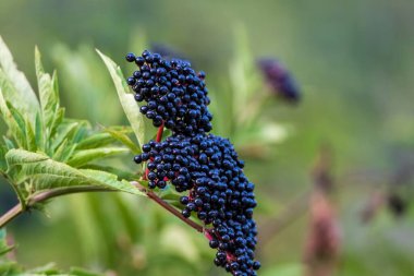 Yeşil bir bitki üzerinde büyüyen koyu mor elderberry yakın plan, bulanık bir arka plan karşı canlı meyve kümeleri sergilenir.