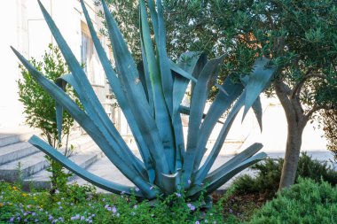 Etrafı yeşillik ve çiçeklerle çevrili, arka planda adımlarla güneşli bir bahçede büyük, dikenli bir ağaç..