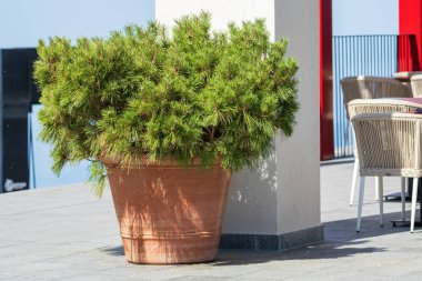 Geniş bir terasotta tenceresinde yemyeşil bir çam bitkisi modern oturma yerinin yakınındaki güneşli bir verandaya yerleştirilmiş..