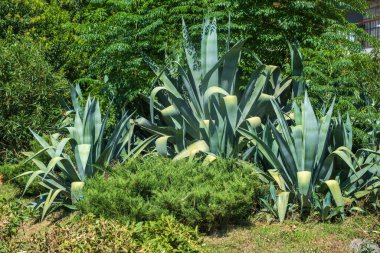 Bol yeşillik ve tropikal yapraklarla dolu canlı bir bahçede büyüyen bir grup dikenli ağaç..