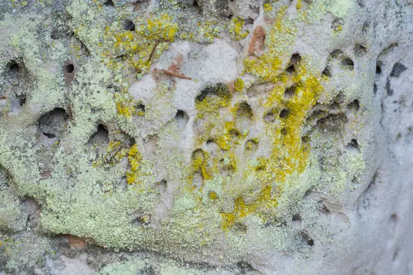 stock image Detailed view of a weathered rock surface covered with yellow and green lichen, showing natural erosion and textures.