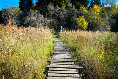 Sonbahar sulak alanlarında uzun kamışlı ve arka planında sınır işareti olan kırsal bir tahta kaldırım..