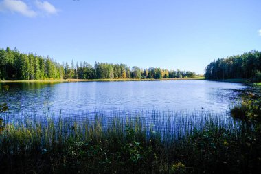 Serene forest lake surrounded by trees and reeds, reflecting the blue sky on its calm surface, exuding peace. clipart