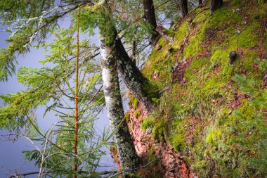 A lush forest slope covered with moss and evergreens, with birch trees leaning over a calm water surface below. clipart