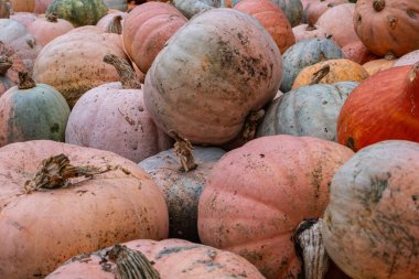 A pile of multicolored pumpkins in earthy shades of orange, green, and pink, showcasing their rustic textures and stems. clipart