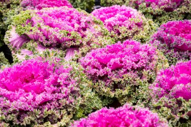 A vibrant cluster of ornamental kale with bright pink centers and ruffled green leaves, perfect for decorative gardening or landscaping. clipart