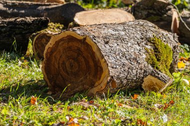 Görünür halkalar ve yosunlarla kesilmiş ağaç kütüğüne yakın çekim, çimenli zeminde dinleniyor, güneş ışığı altında sonbahar yapraklarıyla çevrili..