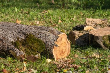 Fallen tree log with moss-covered bark and exposed wood grain, lying on grassy ground amidst scattered autumn leaves in sunlight. clipart