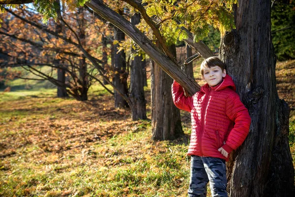Boy Lost Forest Looking Way Home Child Left Alone Unfamiliar — Foto de Stock