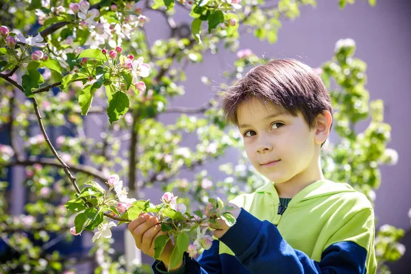 Siedmioletni Chłopiec Patrzy Kwitnące Drzewo Wiosną Południu Obraz Stockowy