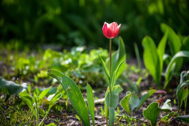 Parlak pembe lale, koyu bulanık arkaplanda yakın plan. Üst Manzara. Çiçek arkaplanı. Bahar çiçekleri. Bahar çiçekli lalenin canlı renk yaprakları. Tek kırmızı çiçek makrosu.