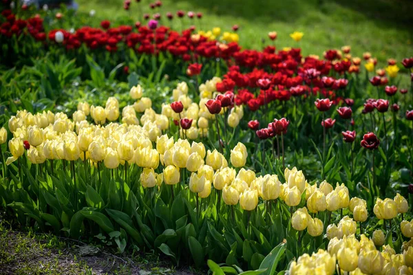 A tulip field in Holland with a yellow red tulip growing high above the other tulips. The single tulip stands out from the others against a field of pink tulips in the background.