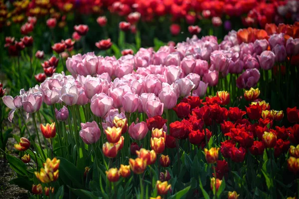 Tulip Field Holland Yellow Red Tulip Growing High Other Tulips — Stock Photo, Image