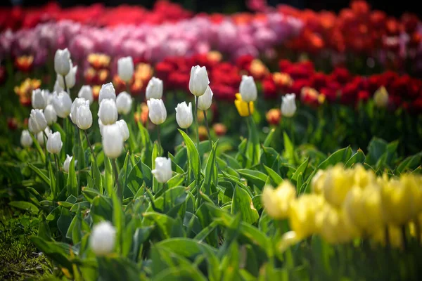 Tulip Field Holland Yellow Red Tulip Growing High Other Tulips — Stock Photo, Image