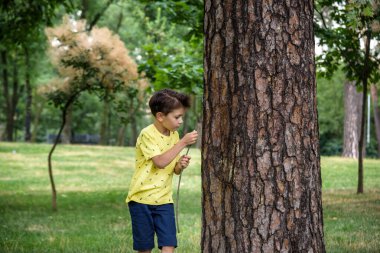 Boy 7 years old white Caucasian looks attentively at the tree while standing in the forest near a beech tree in early summer or spring..