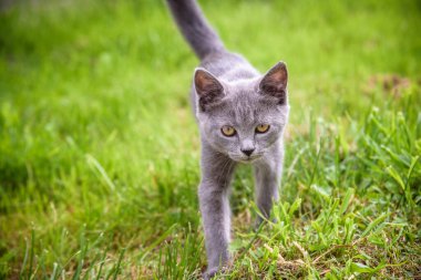 Küçük bir kedi yavrusu yeşil çimlerde oynuyor ve kameraya bakıyor. Köyde bir kedi yavrusu avlanmayı öğreniyor. Bir kediyle dışarıda oynamak..