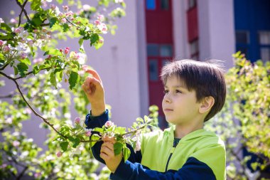 7 yaşındaki bir çocuk bahar öğleden sonra çiçek açan bir ağaca bakar..