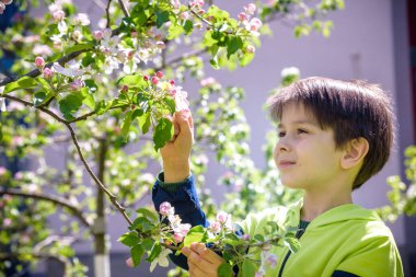 7 yaşındaki bir çocuk bahar öğleden sonra çiçek açan bir ağaca bakar..