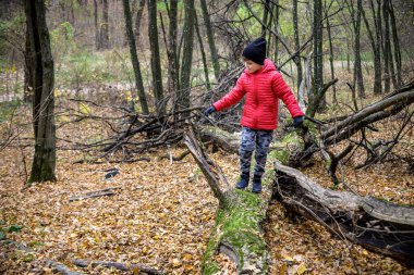 Bir çocuk devrilmiş bir ağaçtan karşıya geçiyor ormandaki bir nehri geçiyor. Oğlan hafta sonunu sonbahar ormanlarında kalın ve renkli kıyafetler giyerek geçirir..