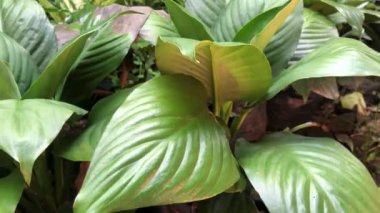 Rüzgarla savrulan yeşil yaprakları kapat.