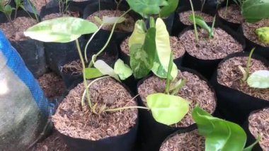 Sabah vakti yeşil evdeki bitkiler. Yeşil çiçekleri tazeliyor. Eko kavramı.