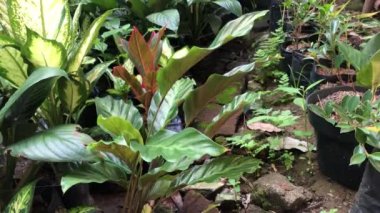 Bahçede rüzgarda hareket eden yeşil yapraklar.