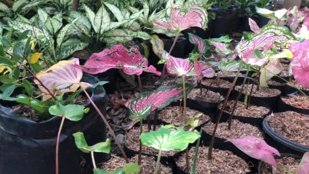 Closeup Beautiful Caladium Bicolor Green Pink Ornamental Plants Yard — Stock Video