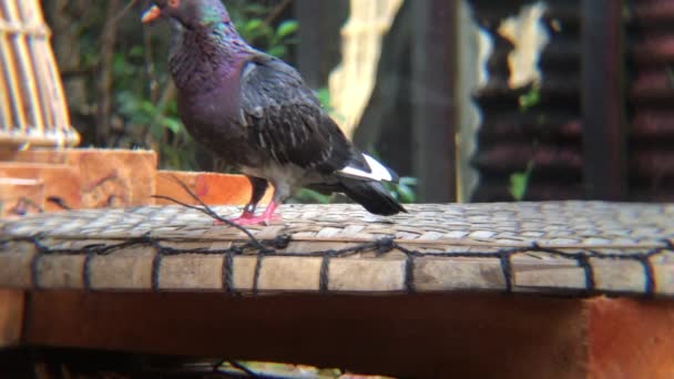 Pigeons Domestiques Perche Sur Bambou Tissé Dans Après Midi — Video