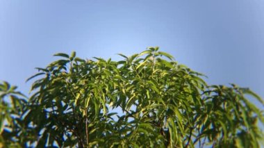 Mango ağacının dokusu gün boyunca rüzgarda sallanıyor.