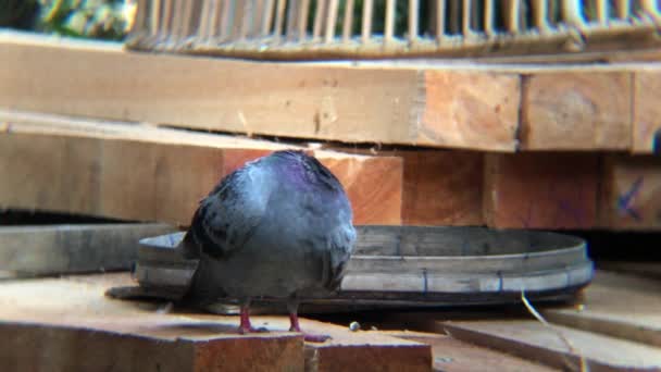Pigeons Perched Pile Wooden Blocks While Preening Its Feathers Scratching — Stock Video