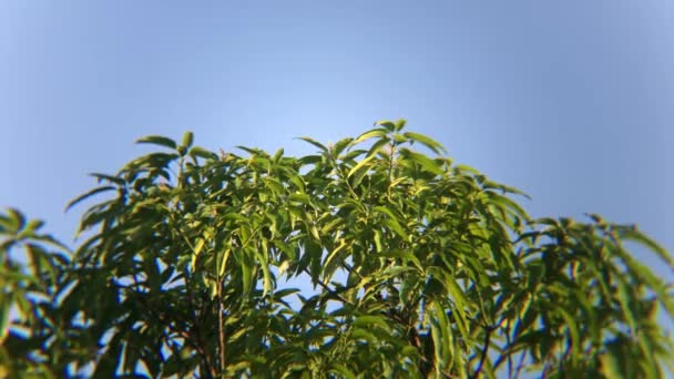 Texture Mango Tree Swaying Wind Day — Stock Video