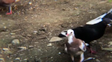 Güvercinler yerdeki yiyecekler için kavga ederler. Bu güvercinlerin değişik renk desenleri var.