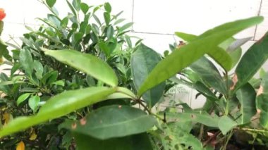 Guava ağacı fidanlarının sulandığı yakın plan görüntüsü