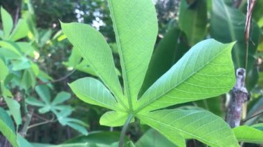 Bahçede yapraklar ve rüzgarda esen ağaçlar. Tropikal bölgelerde geleneksel tarım kavramı