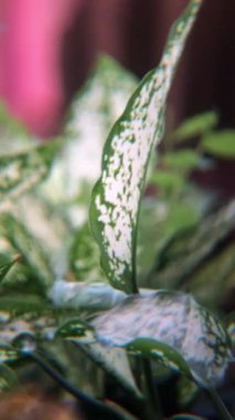 Bahçedeki saksılarda rüzgarda sallanan pamuk prenses çiçekleri. 4K video klipleri