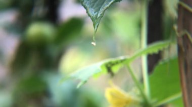 Bulanık tarımsal bitki arka planında taze yeşil yapraklardan düşen su damlaları. Bitkilerin üzerine çiy damlası düşer. Çevredeki doğal nem kavramı. 4k video klipleri