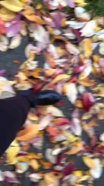 Çizmeli ve siyah pantolonlu kadınlar yağmurdan sonra sarı yaprakların üzerinde yürüyorlar. Kadın yavaşça ıslak zeminde yürüyor. Soğuk sonbahar videoları için ara veriyoruz.