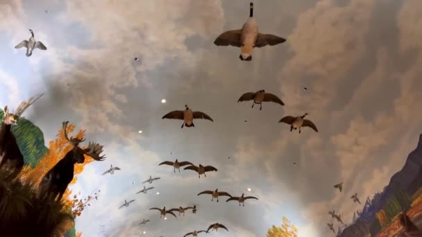 Bass Pro Shop Canada Stuffed Bird Ceiling Seems Flying Store — Stock Video