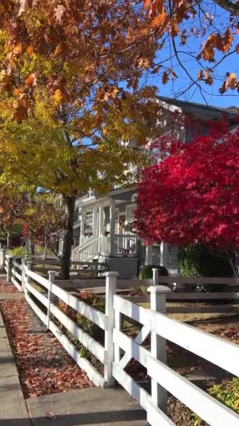 Autumn Canada Bright Yellow Leaves Red Maple Tree Beautiful White — Stock videók