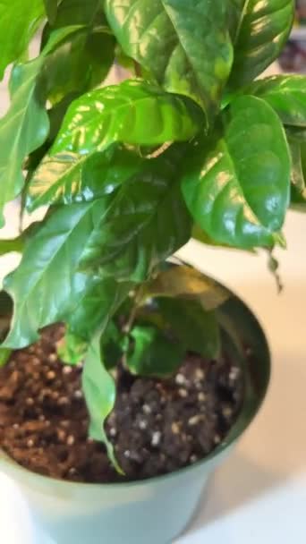 Coffee Small Tree Pot Home Plant Camera Slowly Floating Filming — Wideo stockowe